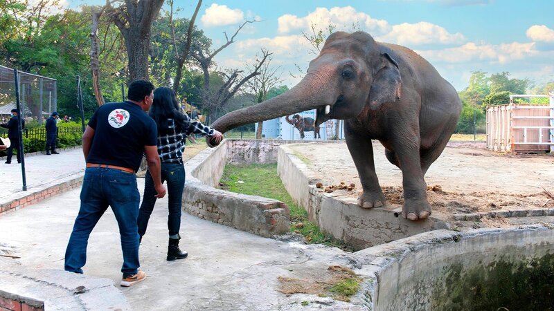 Um eine Bindung zu Kaavan aufzubauen, hilft Cher (vorne m.) Dr. Amir Kahlil (vorne l.), den Elefanten Kaavan im Zoo von Islamabad zu füttern. – Bild: Curiosity Channel