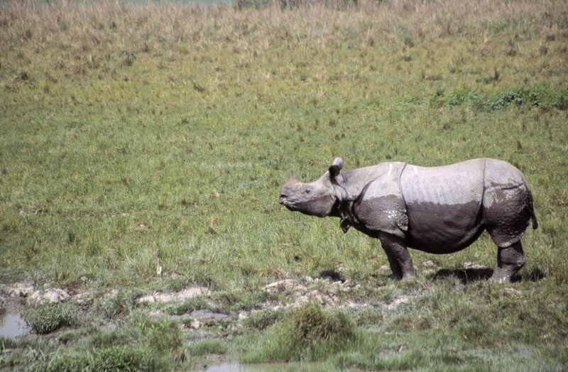 Unlike their relatives on the African savannah, Indian rhinos are semi-aquatic. (Natural History New Zealand Ltd.) – Bild: 3sat
