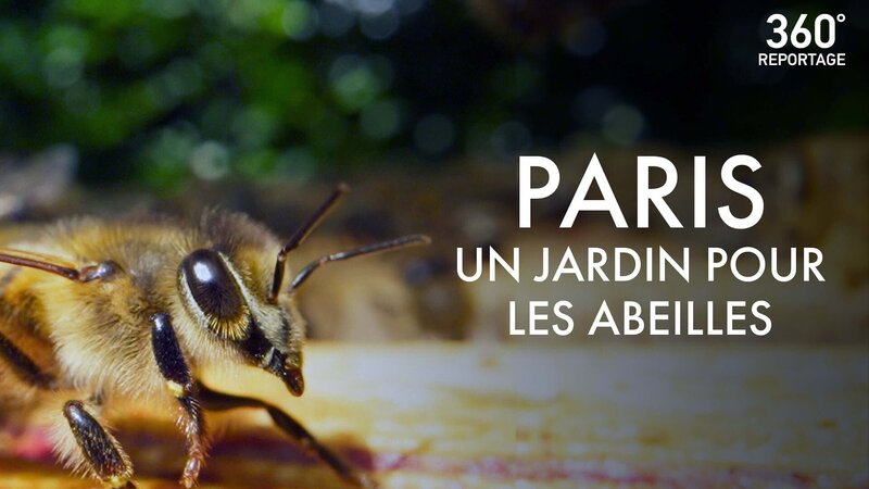 Paris - Hauptstadt der Bienen – Bild: Arte