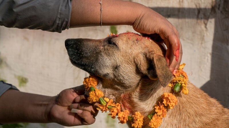 Surendra Bajracharya, 27, performs the ritual of Kukur Puja or Dog Worship on Kukur Tihar, the second day of the five day long Tihar festival in Nepal. Tihar is the festival of lights but it also shows reverence to animals. It is believed that the dead have to pass a door guarded by a dog and this door will stay closed if one doesn’t worship dogs on Kukur Tihar. – Bild: Discovery Communications/​Tom Van Cakenberghe/​Tom Van Cakenberghe