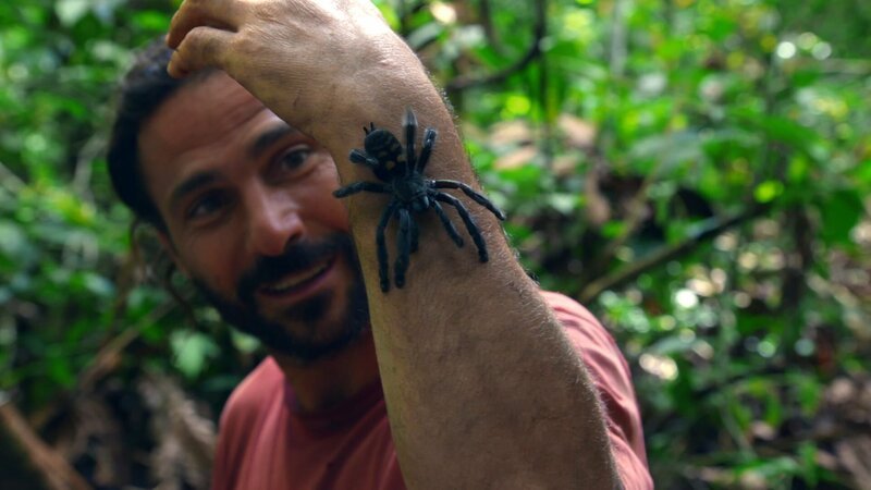 Hazen mit venezolanischer Suntiger-Spinne auf seinem Arm (National Geographic) – Bild: National Geographic /​ National Geographic