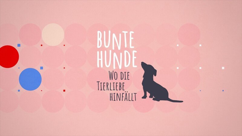 Das Logo zu „Bunte Hunde – Wo die Tierliebe hinfällt“. – Bild: RTL