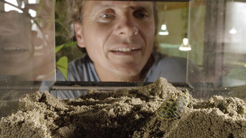 Peter Praschag Schildkröten-Experte. – Bild: 3sat Peter Praschag Schildkröten-Experte. – Bild: 3sat