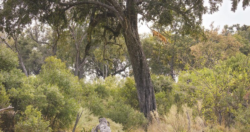Ein Leopardenweibchen riskiert beim Beutesprung aus großer Höhe jedes Mal sein Leben. – Bild: ZDF und Brad Bestelink./​Brad Bestelink
