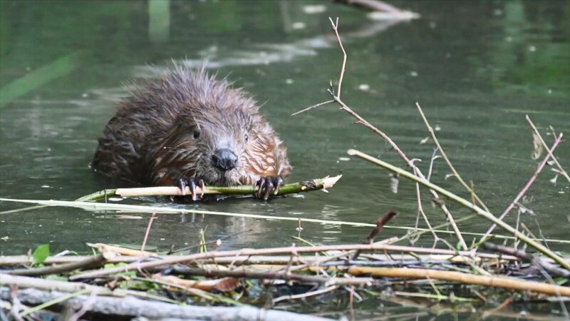Von Bibern und Menschen – Bild: SRF