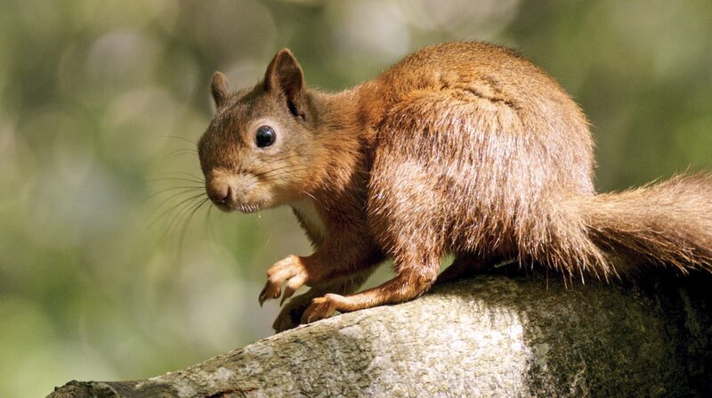 Wildes Irland – Bild: BR/​Crossing the Line Productions/​doclights/​NDR