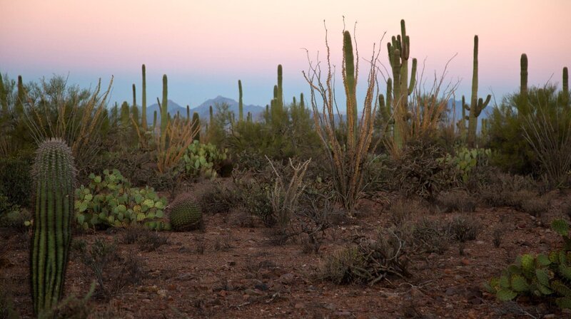 Das Gebiet des Saguaro Nationalparks wurde bereits 1934 von Präsident Hoover als Nationaldenkmal ausgerufen. – Bild: NDR/​Doclights GmbH/​Altayfilm