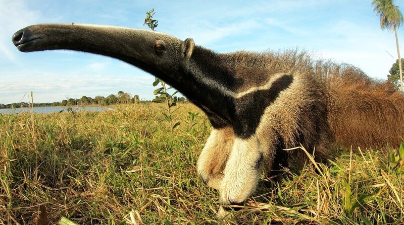 Große Ameisenbären leben im Pantanal. Um sie richtig zu schützen, muss man noch viel über sie lernen. – Bild: NDR/​NDR Naturfilm/​DocLights GmbH/​coraxfilm GmbH