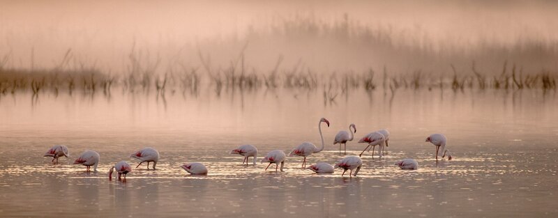 Flamingos kurz nach Sonnenaufgang in der Gialova-Lagune. – Bild: ORF/​Wega Film/​Benny Trapp