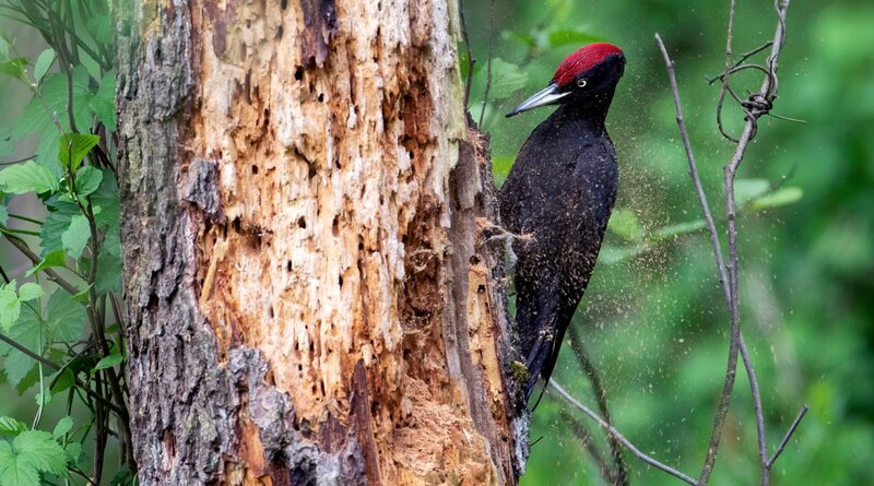 Zimmer frei? - Die Baukunst der Spechte – Bild: MDR/​Capricornum Film/​Oliver Richter/​Oliver Richter