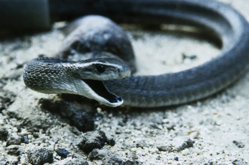 DCI ID: SEVENDEADLYSTRIKES.001 Description: Black Mamba snake. Rights Notes: For Show Promotion Only Supplier Name: Tigress Photographer: Graham Booth/​Warwick Image Post Date: 17-Feb-2004 – Bild: Source: Animal Planet,