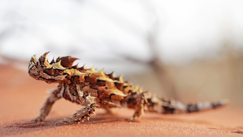A thorny devil crawling through red sand. – Bild: Discovery Communications, LLC