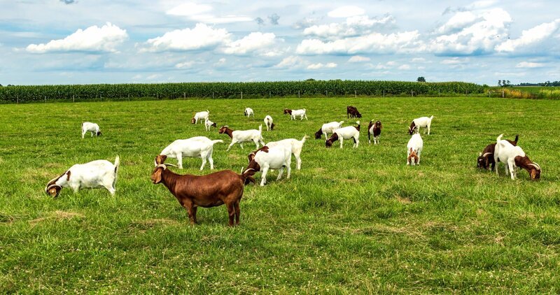 Eine Herde von Burenziegen auf einer Weide. – Bild: shutterstock