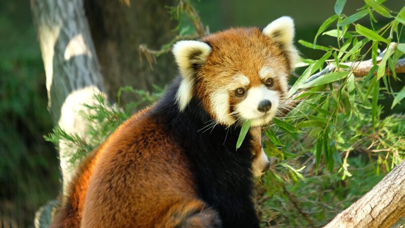 Red Panda cubs out on exhibit at the Prospect Park Zoo. – Bild: Discovery Communications, LLC