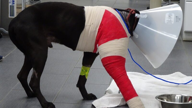Tara Melton brought in her dog Chevy because of a broken leg. – Bild: Discovery Communications