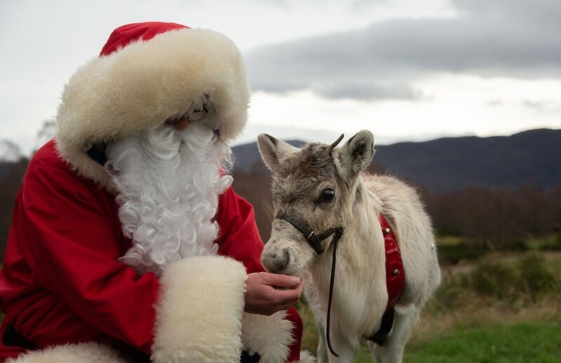 Rentiere feiern Weihnachten in den schottischen Highlands +++ Die Verwendung des sendungsbezogenen Materials ist nur mit dem Hinweis und Verlinkung auf RTL+ gestattet. +++ – Bild: RTL /​ Maramedia /​ Flicker Productions