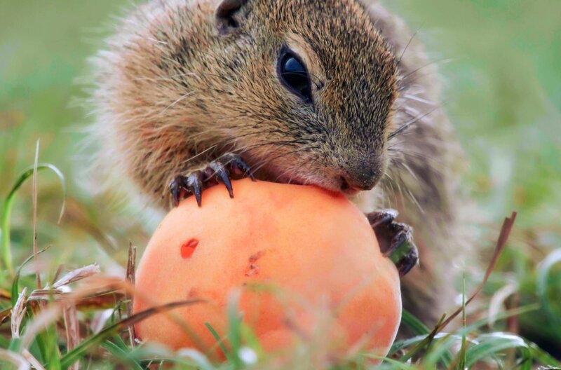 Ziesel - Die Hörnchen von der Steppenwiese – Bild: Kerstin Hinze/​Medienproduktion /​ Immer mehr Ziesel zieht es in die Nähe von Menschen. Ein Marillengarten ist ein perfekter Platz für sie.