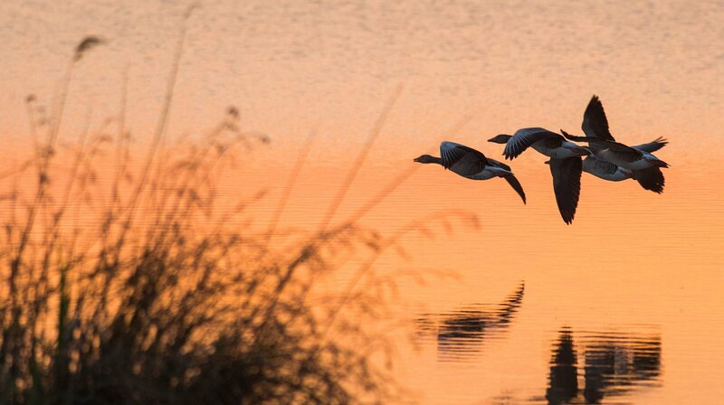 Zugvögel - Ein Jahr vergeht im Flug – Bild: NDR/​Terra Mater/​Leander Khil