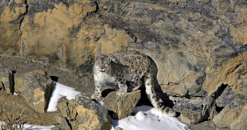 a snow leopard – Bild: Bedi films