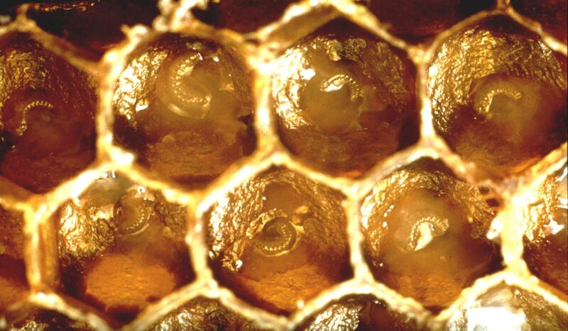 Bienen - Ein Leben für die Königin – Bild: ORF/​Ernst Hüttinger