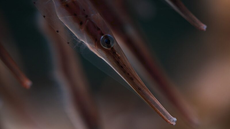 Monsterfische - In den Tiefen des Ozeans – Bild: Earth Touch  (Pty) Ltd /​ Earth Touch  (Pty) Ltd