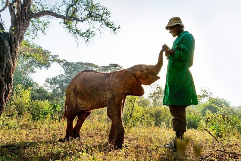 Immer mehr Elefanten fallen der Dürre in Kenia zum Opfer. Manchmal können Jungtiere gerettet und in Auffangstationen von Hand aufgezogen werden. – Bild: ZDF und Nick Shoolingin-Jordan.