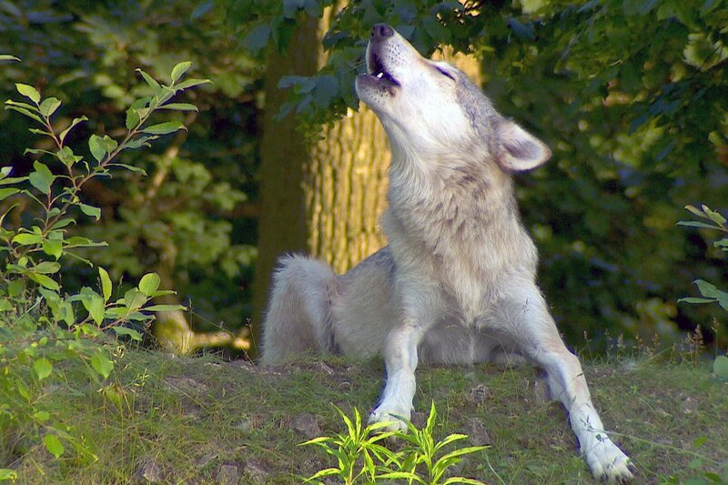 Kurt und seine Wölfe – Bild: ARTE /​ © MedienKontor /​ Markus Schmidbauer