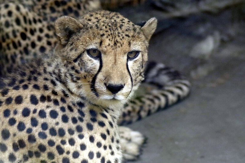 Gepard – Bild: CC0 Creative Commons