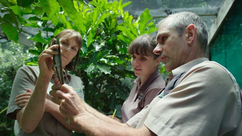 Die Naturschützer vom Deparment of Conservation werden das Wachstum dieser jungen Brückenechse überwachen: Leigh Joyce, Nicola Toki, Richard Walle (von links) auf Little Barrier Island, Neuseeland. – Bild: ZDF und Jurassic Ltd.; Scott Mouat.