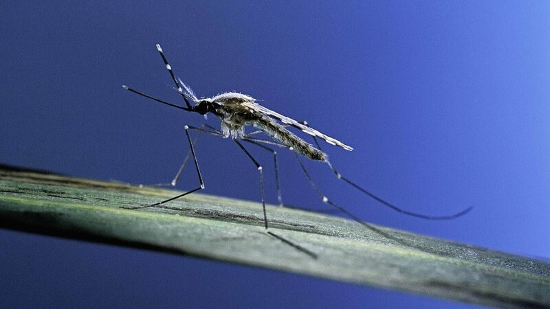 Bill Gates nannte sie einst das „tödlichste Tier der Welt“: die Stechmücke (Culicidae). Schätzungen der WHO zufolge sterben jedes Jahr an die 750.000 Menschen aufgrund von Krankheiten wie Malaria, die durch Mückenstiche übertragen werden. – Bild: TVNOW /​ Getty Images/​Stone RF