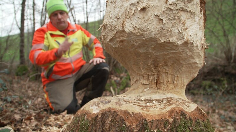 Biberspuren bei Siglistorf AG: Den Rest erledigt der Wind. – Bild: SRF Biberspuren bei Siglistorf AG: Den Rest erledigt der Wind. – Bild: SRF