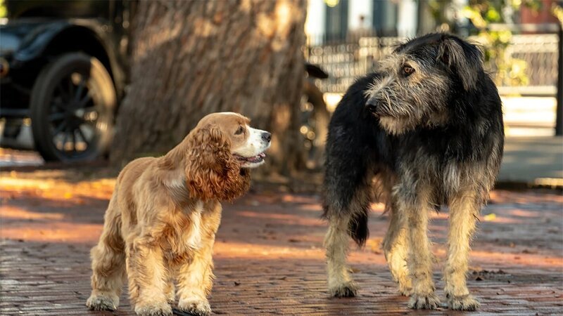 Lady und Tramp – Bild: Courtesy of Disney+