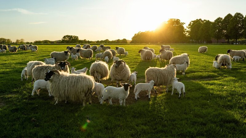 Scottish Blackface-Schafe sind nicht nur schön, sie gelten als eigenwillig und sehr intelligent. – Bild: ZDF und Rasmus Sievers.