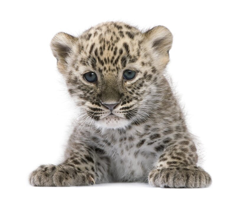 Persian leopard Cub (6 weeks) in front of a white background – Bild: shutterstock