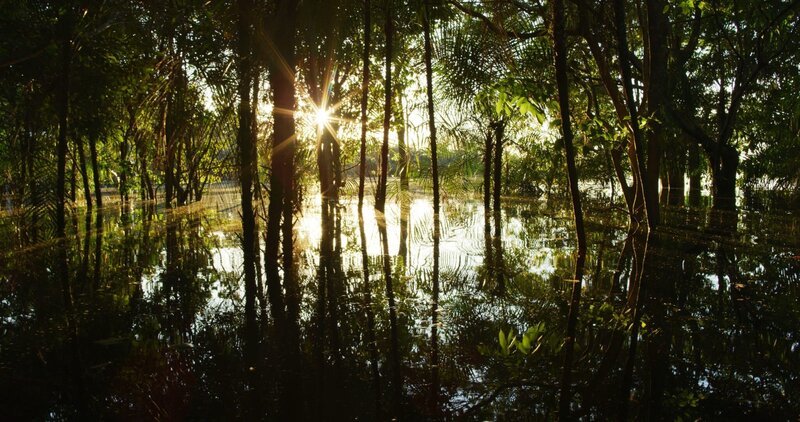Die Morgendämmerung im überfluteten Wald des Amazonas ist ein magisches Erlebnis. – Bild: ORF/​BBC