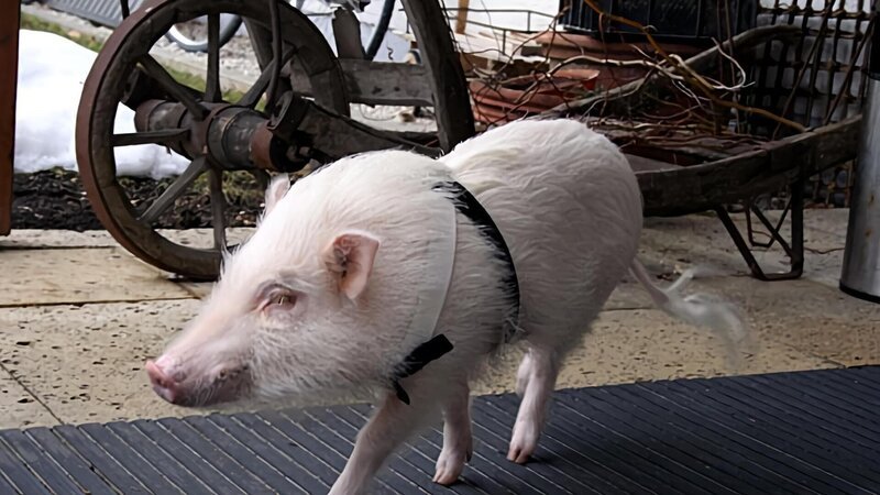 Moritz, das Mini-Schwein – Bild: ARD alpha