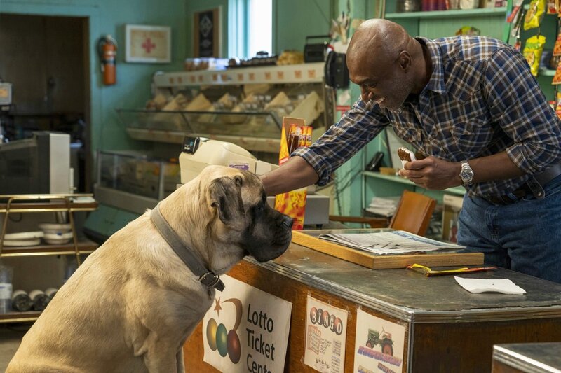 Bailey - Ein Hund kehrt zurück – Bild: ORF/​PRO7/​Constantin Film Verleih