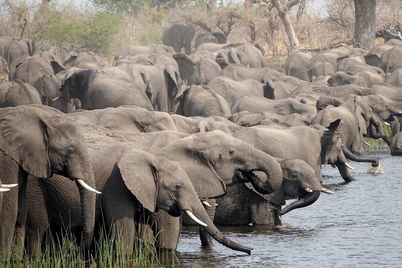 Botsuana ist die Heimat von 130.000 Elefanten, einem Drittel der Elefantenpopulation Afrikas. Die meisten leben im Norden des Landes, im Einzugsgebiet der Flüsse Chobe, Linyanti, Kwando und Okawango. – Bild: NDR /​ © Zorillafilm Grospitz