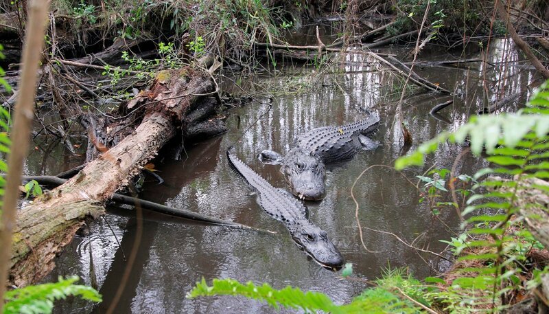 Der Alligator ist das Symbol der Everglades. Der Nationalpark wurde 1947 gegründet, um die stetig schwindenden Feuchtgebiete zwischen Lake Okeechobee, der Küste des Atlantiks und des Golfs von Mexiko zu schützen. – Bild: NDR/​NDR Naturfilm/​Doclights GmbH