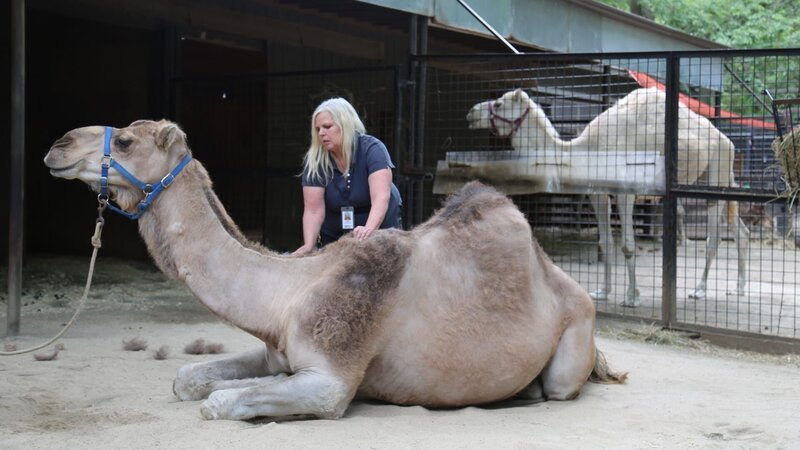 Fausto and Camel Max. – Bild: Animal Planet /​ Discovery Communications, LLC