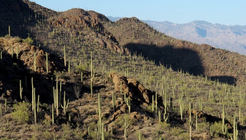 In manchen Gegenden, wie den Tucson Mountains, stehen die Saguaro Kakteen fast so nah beieinander wie in einem Wald. – Bild: NDR/​Doclights GmbH