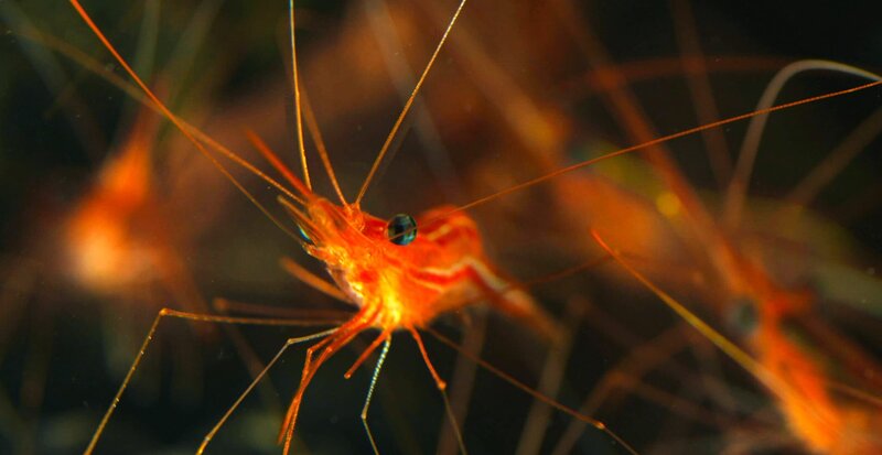 Azoren - Tanz um den Vulkan – Bild: 3sat