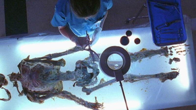 Jordan (Jill Hennessy) untersucht ein zehn Jahre altes Skelett. – Bild: TVNOW /​ NBC Universal.