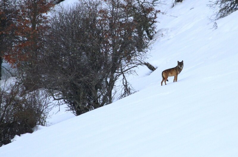 Ein Wolf an einem verschneiten Hang – Bild: RTL /​ © WANDA VISION S.A