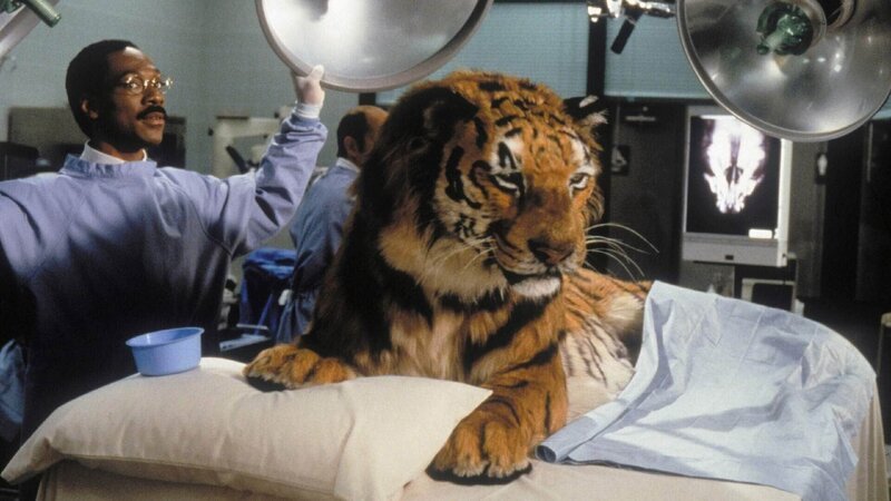 Der schwer unter Stress stehende Dr. Dolittle (Eddie Murphy) muss einen lebensmüden Tiger kurieren. – Bild: VOX/​Twentieth Century Fox Film Corporation