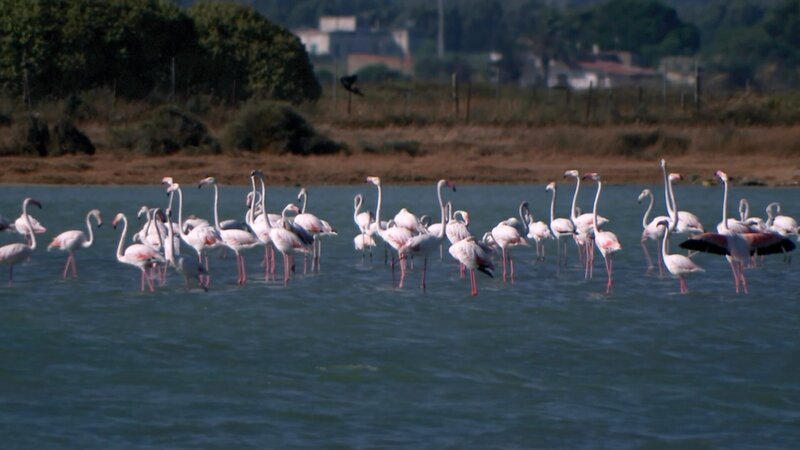 In den Salzwiesen auf Santë Antioco und San Pietro hat der Rosa Flamingo optimale Lebensbedingungen gefunden. – Bild: ZDF und RB