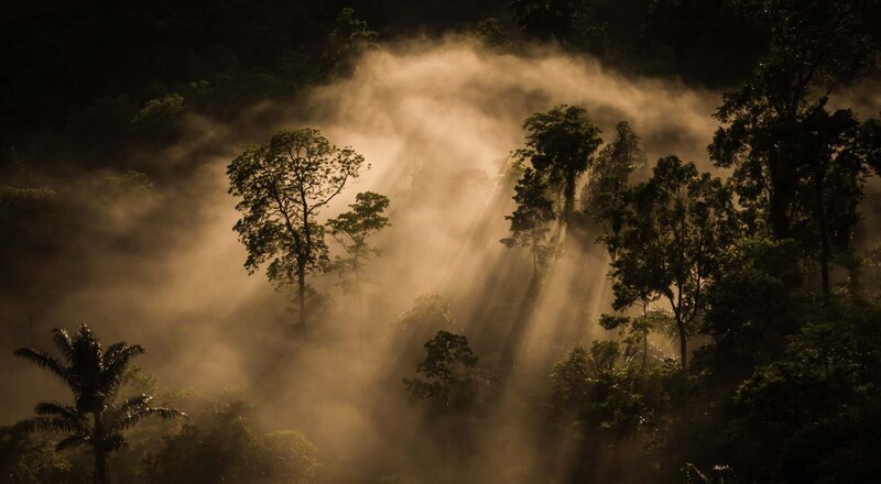 Der tropische Regenwald an den Hängen des Tangkoko-Vulkans ist der Lebensraum der Schopfmakaken. – Bild: Dave Mothershaw /​ BBC, Dave Mothershaw 2013 /​ BBC/​Dave Mothershaw 2013/​Dave Mothershaw