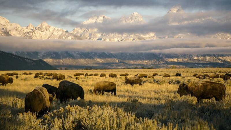 Bisonherde im Herbst vor den Grand Tetons „Yellowstone-Nationalpark“. – Bild: Gulo Film /​ ORF