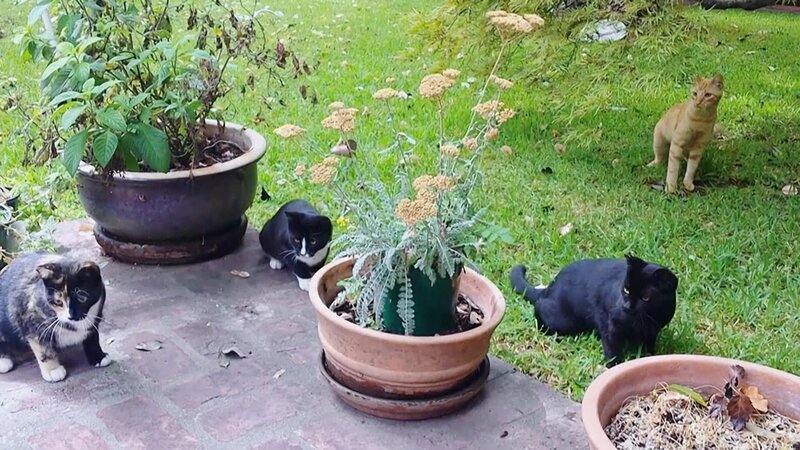 Cats in the yard. – Bild: Animal Planet