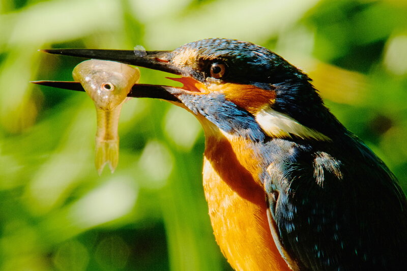 Magische Momente der Natur – Bild: SRF1